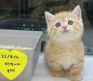 기타 분양