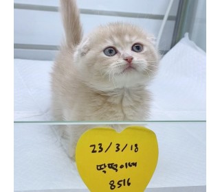 기타 분양