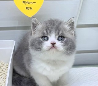 브리티쉬숏 분양