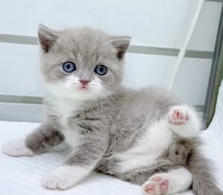 브리티쉬숏 분양