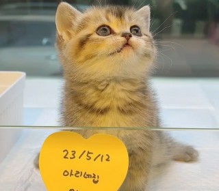 브리티쉬숏 분양