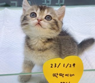 브리티쉬숏 분양