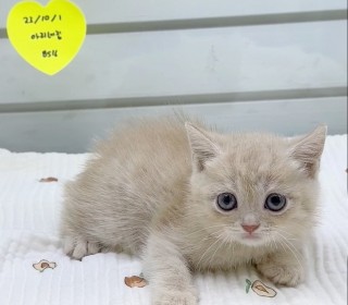 브리티쉬숏 분양