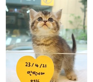 브리티쉬숏 분양