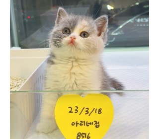 브리티쉬숏 분양
