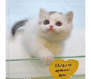 기타 분양