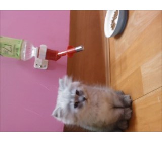 페르시안 분양