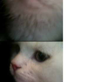 터키쉬앙고라 분양