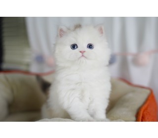 페르시안 분양