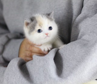 브리티쉬숏 분양