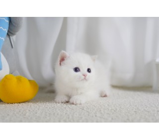 브리티쉬숏 분양