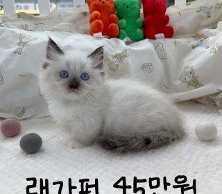 기타 분양