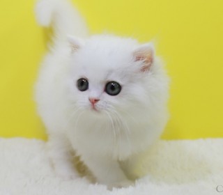 페르시안 분양