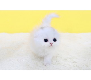 스코티쉬 폴드 분양
