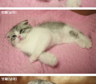 스코티쉬 폴드 분양