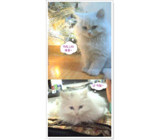 터키쉬앙고라 분양