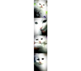터키쉬앙고라 분양