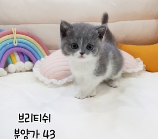 브리티쉬숏 분양