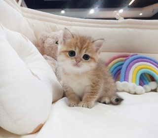 브리티쉬숏 분양