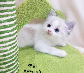 렉돌 분양