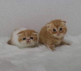 스코티쉬 폴드 분양