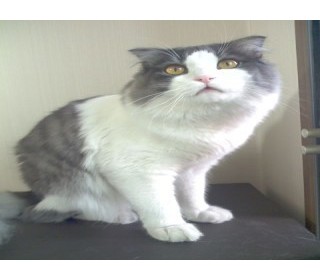 페르시안 분양