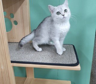 브리티쉬숏 분양
