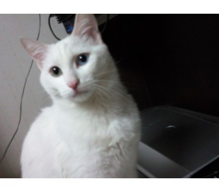 터키쉬앙고라 분양