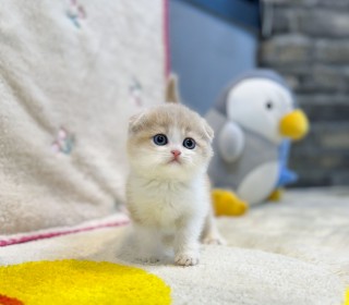 기타 분양