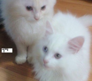 페르시안 분양