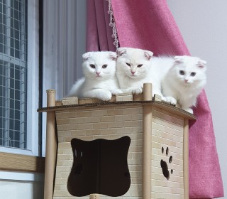기타 분양