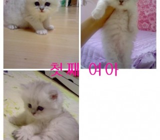 페르시안 분양
