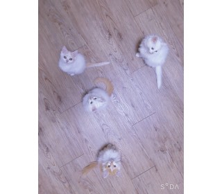 페르시안 분양