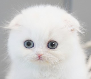 스코티쉬 폴드 분양