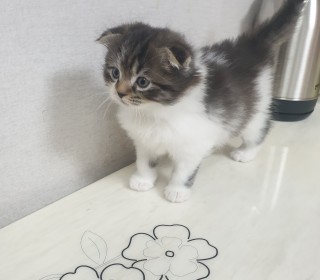 스코티쉬 폴드 분양