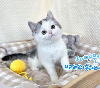 브리티쉬숏 분양