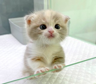 기타 분양