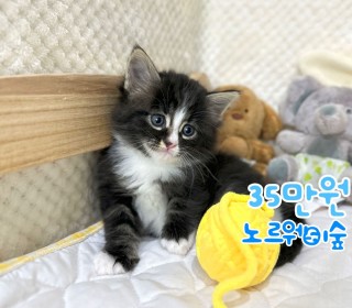 브리티쉬숏 분양