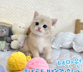브리티쉬숏 분양