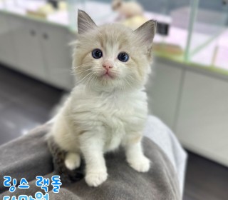 브리티쉬숏 분양