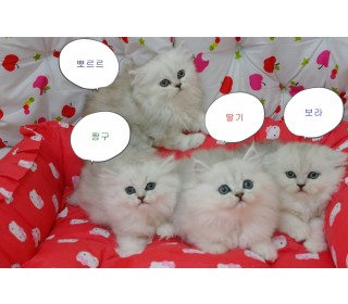 페르시안 분양