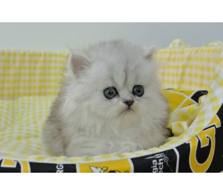 페르시안 분양