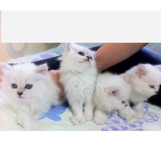 페르시안 분양