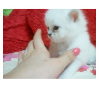 페르시안 분양