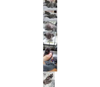 러시안 블루 분양