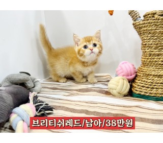 페르시안 분양