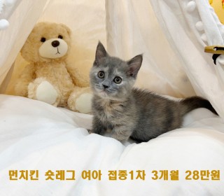 페르시안 분양