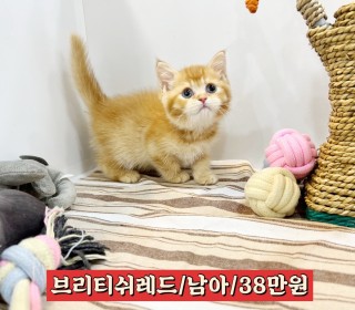 페르시안 분양