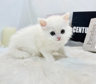 브리티쉬숏 분양