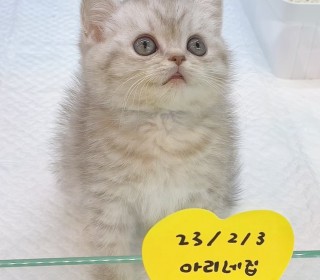브리티쉬숏 분양